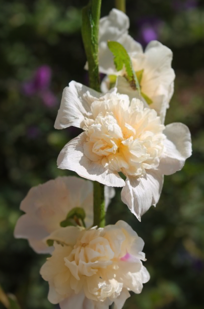 Stokrose, dobbelt -Althaea rosea annua 'Majorette Champagne'