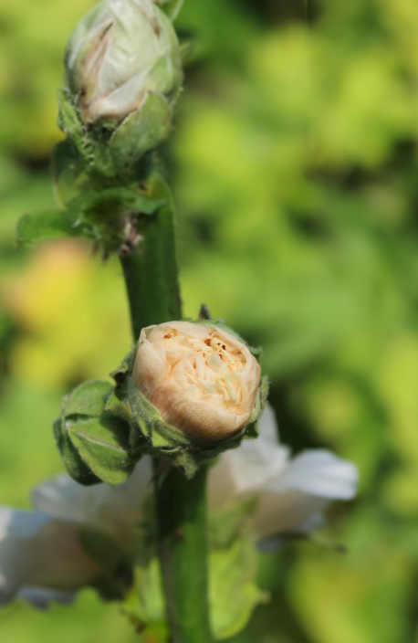 Stokrose, dobbelt -Althaea rosea annua 'Majorette Champagne'