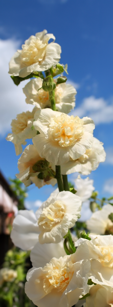 Stokrose, dobbelt -Althaea rosea annua 'Majorette Champagne'