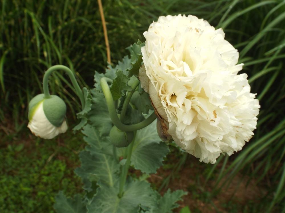 Pæonvalmue 'Double Cream' - Papaver paeoniflorum