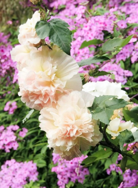 Stokrose, dobbelt -Althaea rosea annua 'Majorette Champagne'