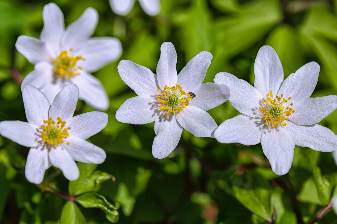 Hvid Anemone - Anemone nemorosa