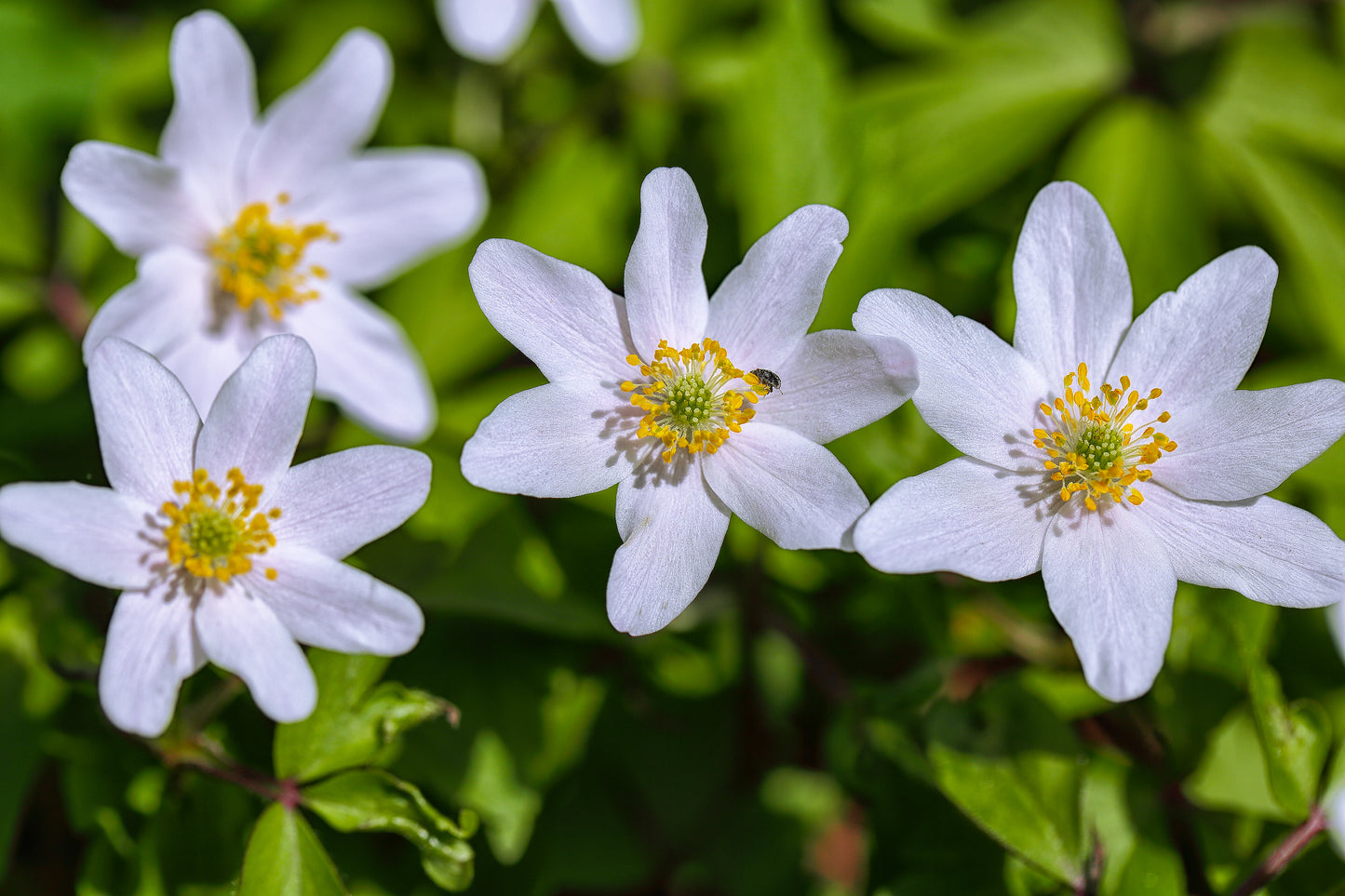 Hvid Anemone - Anemone nemorosa