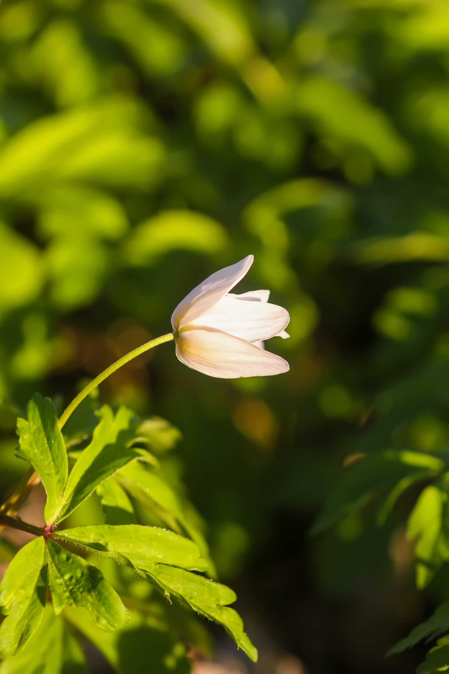 Hvid Anemone - Anemone nemorosa