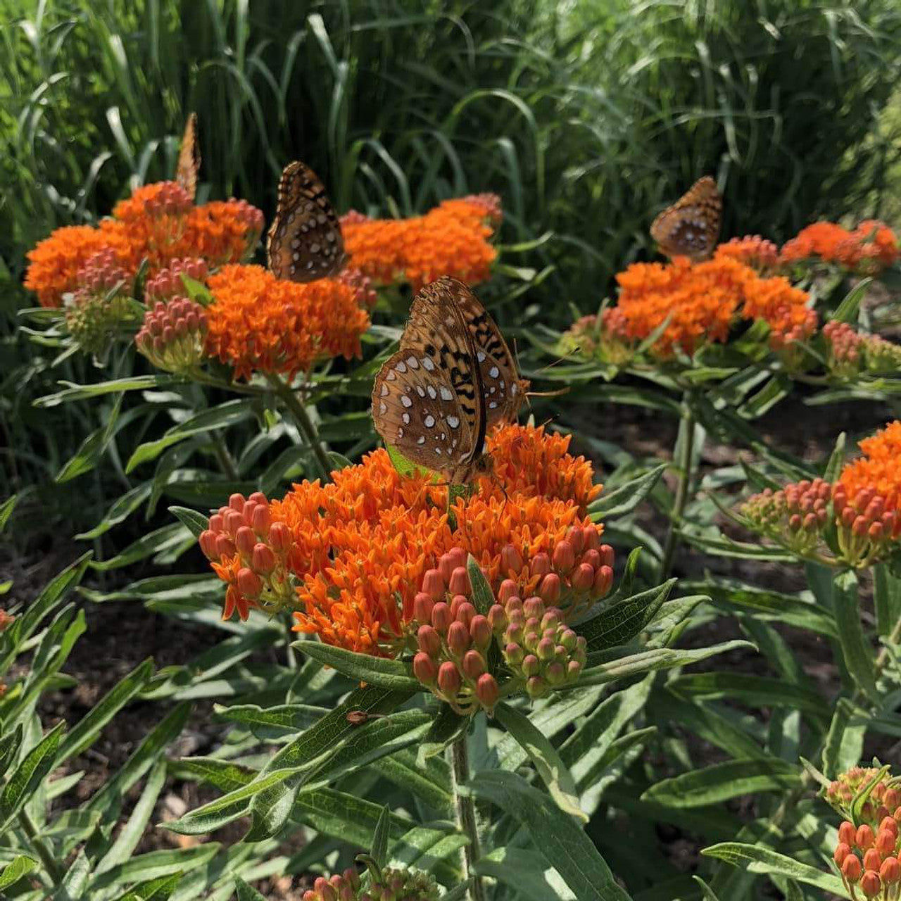 Silkeplante Orange - butterfly weed (asclepias tuberosa)