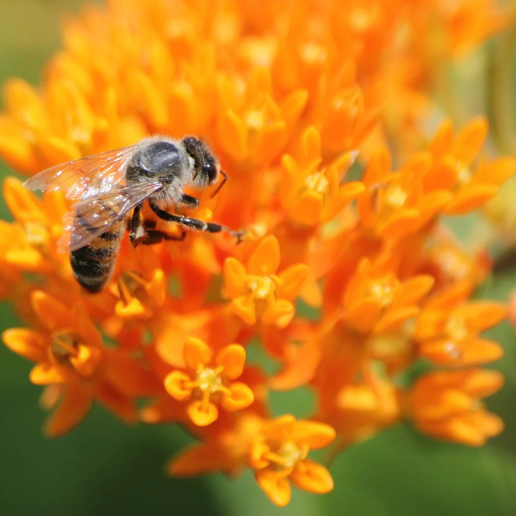 Silkeplante Orange - butterfly weed (asclepias tuberosa)