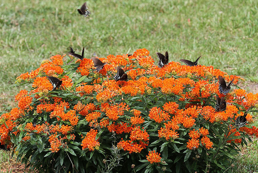 Silkeplante Orange - butterfly weed (asclepias tuberosa)