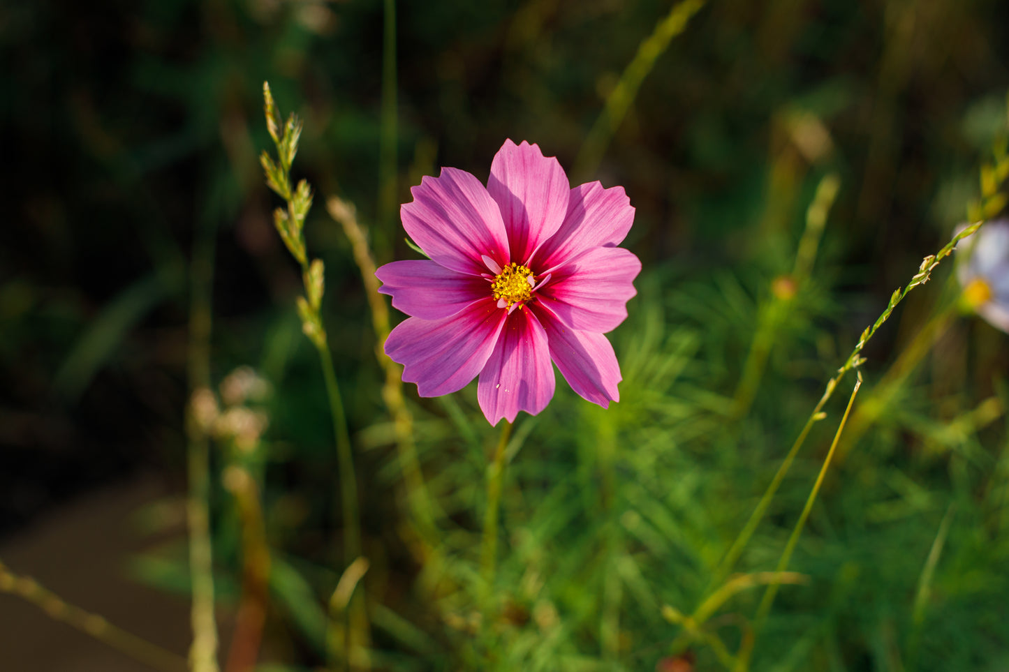 Stolt Kavaler 'sensation pinkie' - Cosmos bipinnatus