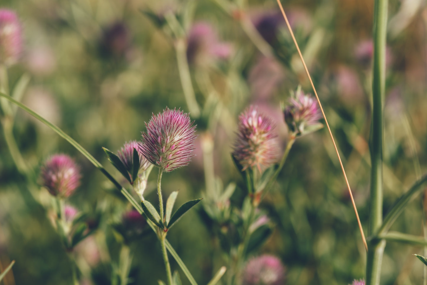 Harekløver - trifolium arvense