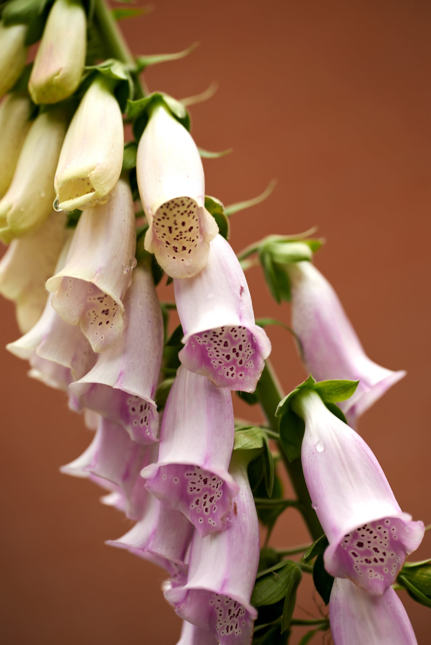 Fingerbøl - Digitalis hybrid - Camelot Cream