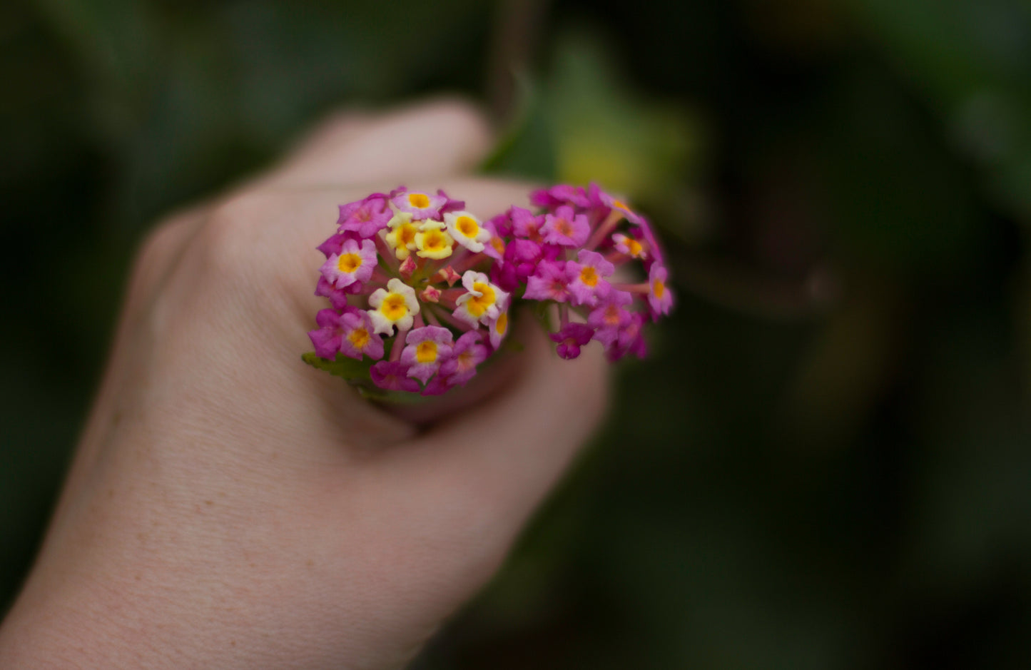 Forglemmigej Alpin "pink - Myosotis alpestris
