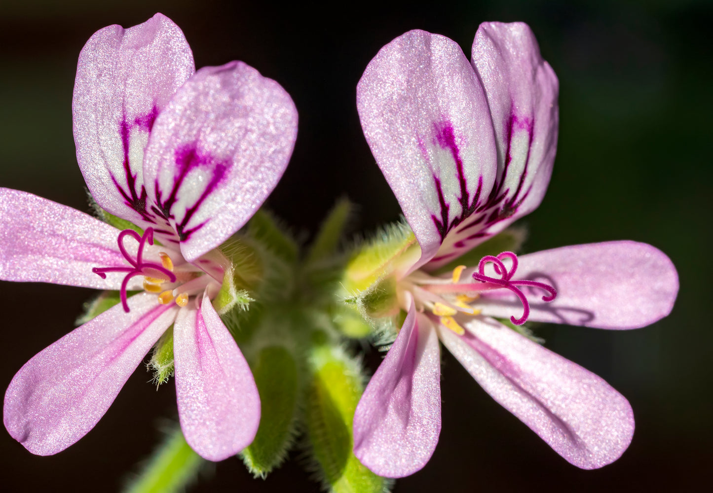 Eng-Storkenæb (Geranium pratense)