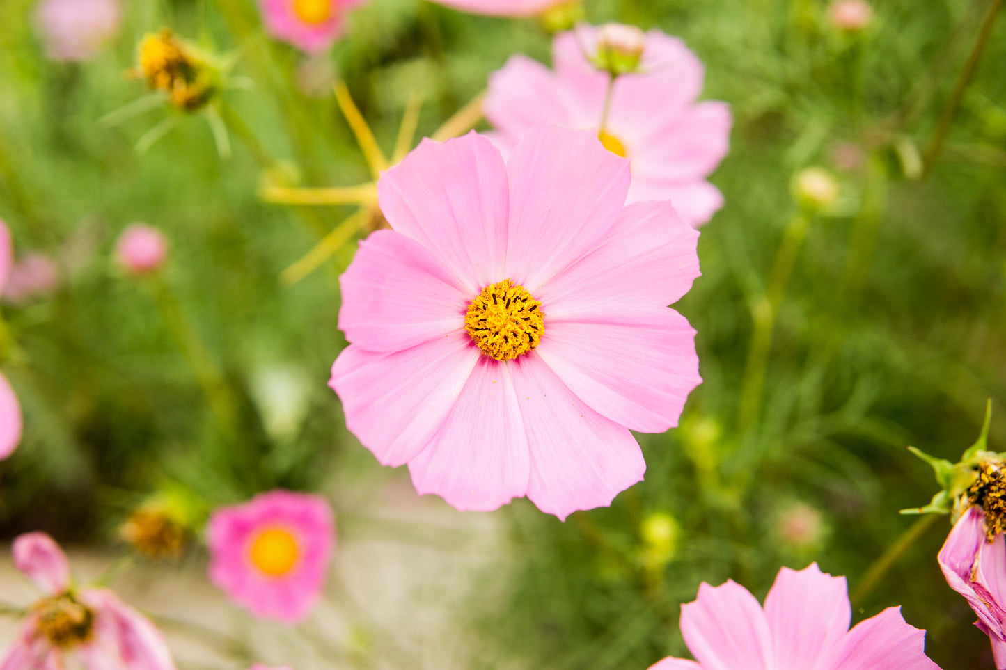 Stolt Kavaler 'sensation pinkie' - Cosmos bipinnatus