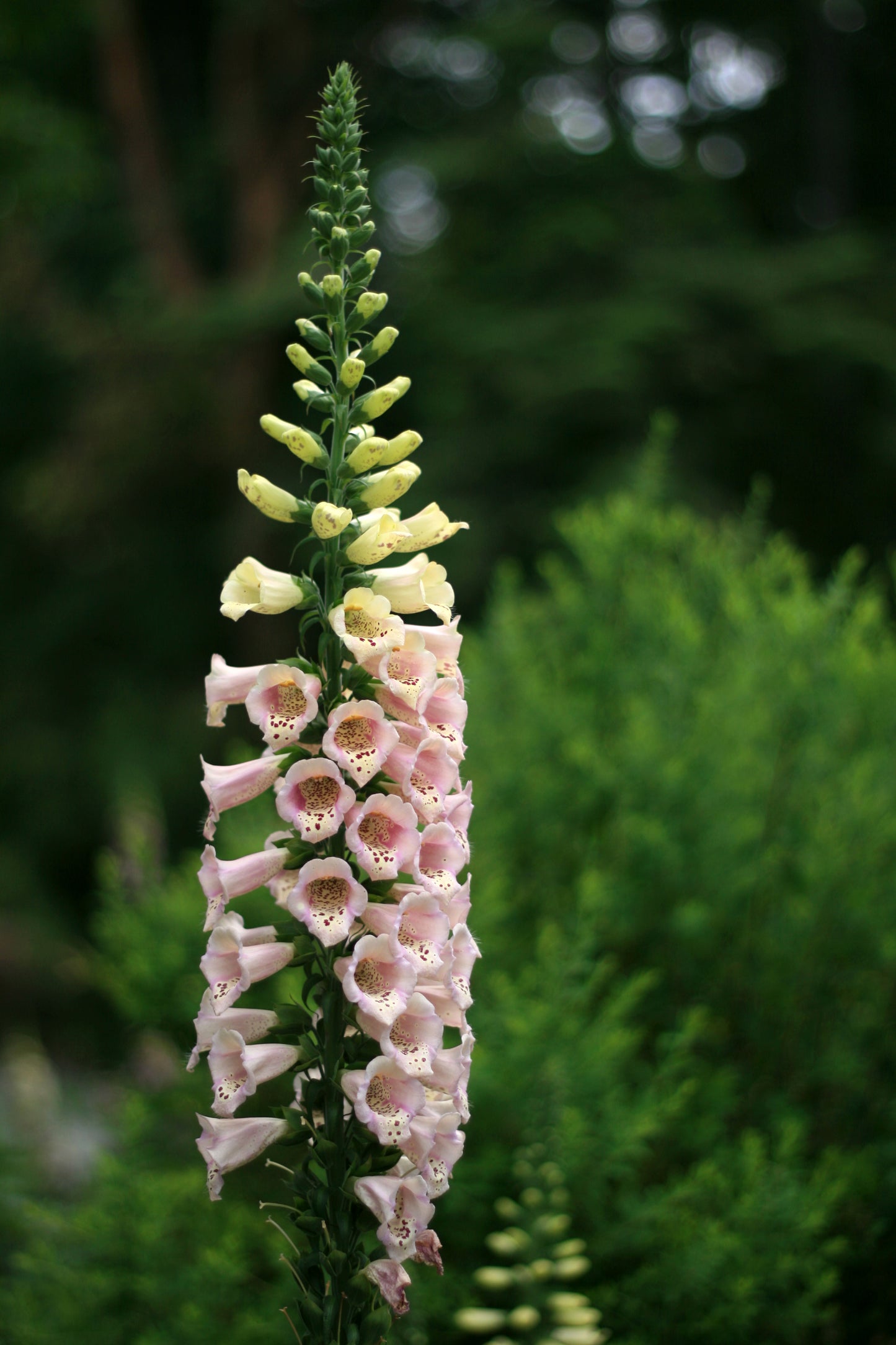 Fingerbøl - Digitalis hybrid - Camelot Cream