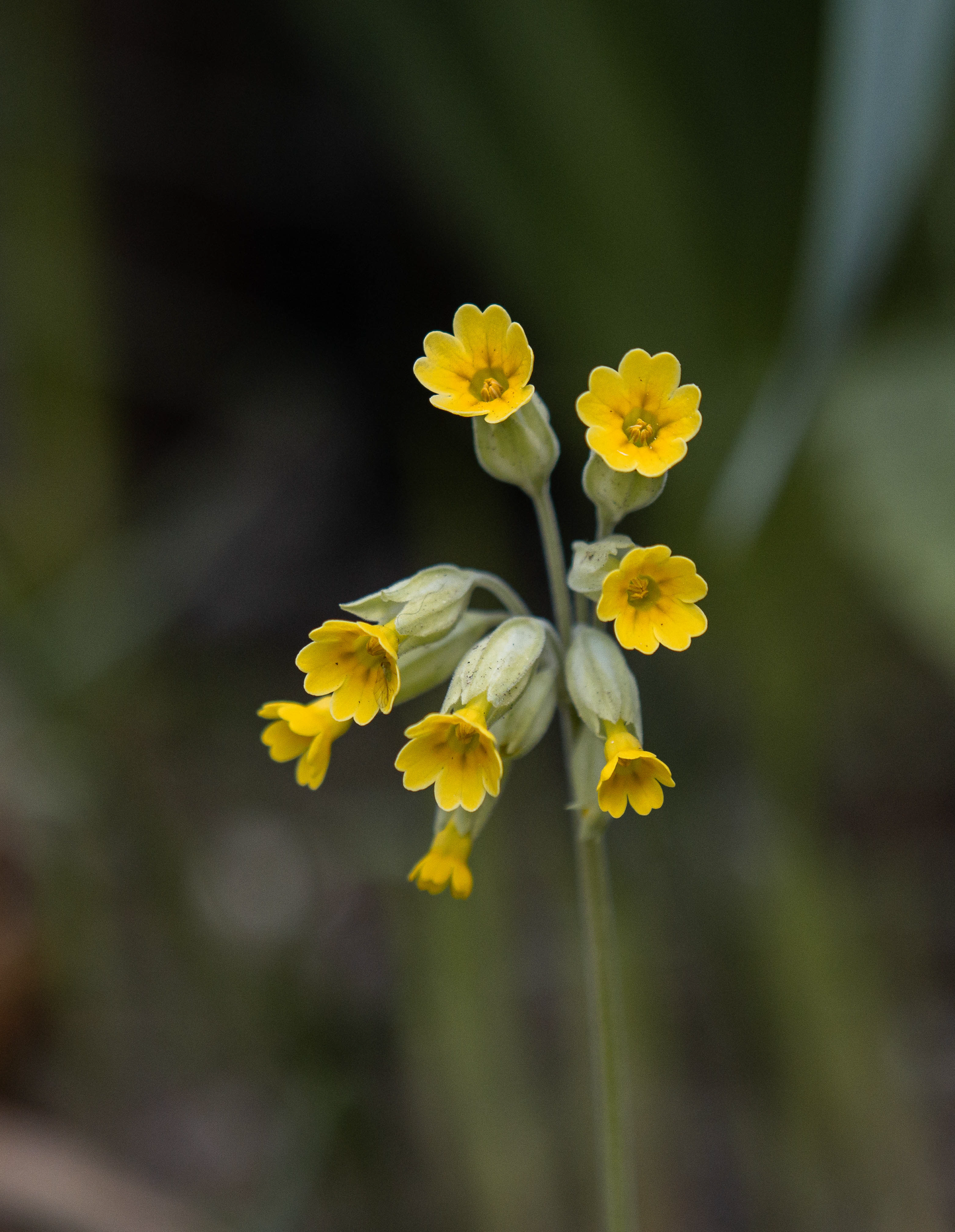 Hulkravet Kodriver - primula veris