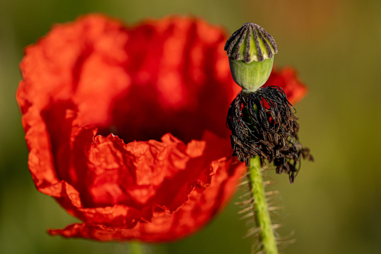 Kornvalmue - Papaver rhoeas