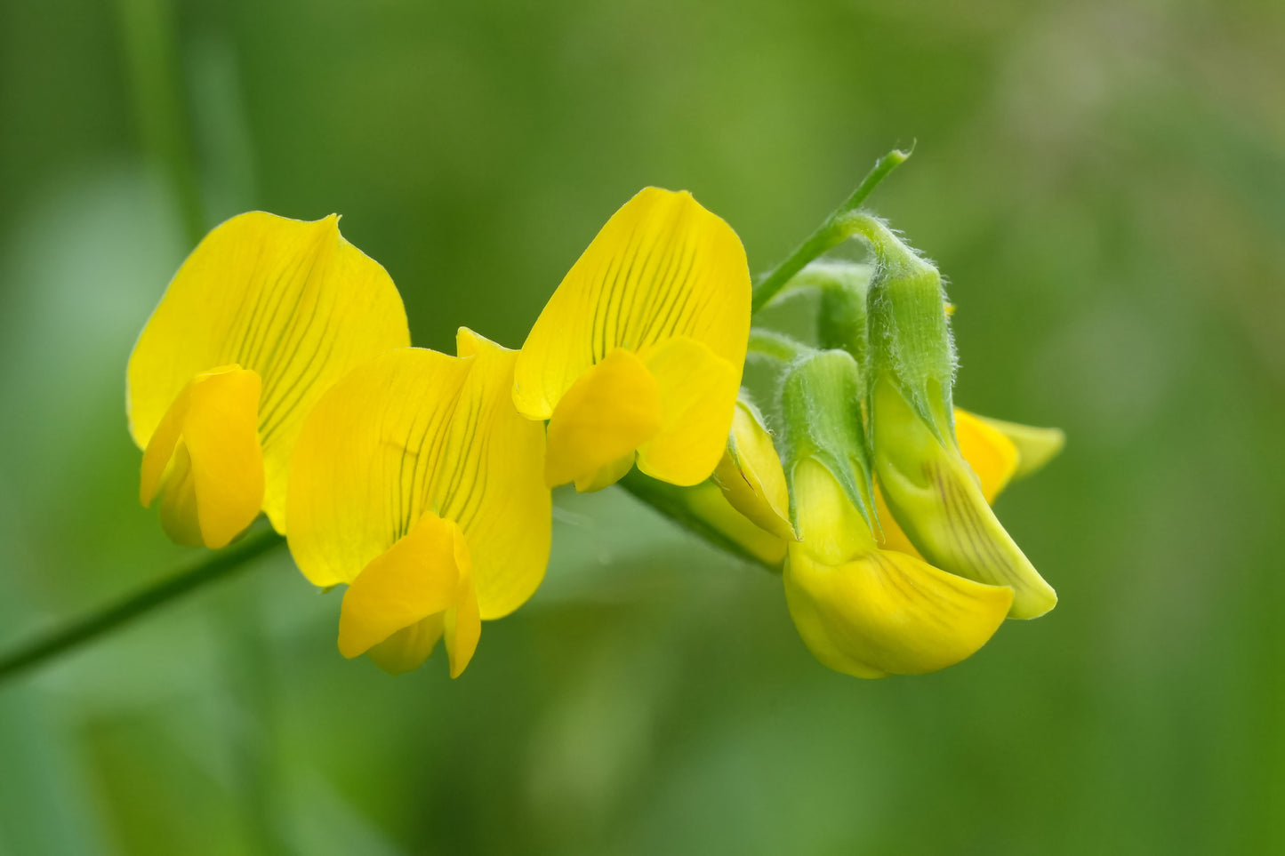 Kællingetand - Lotus corniculatus