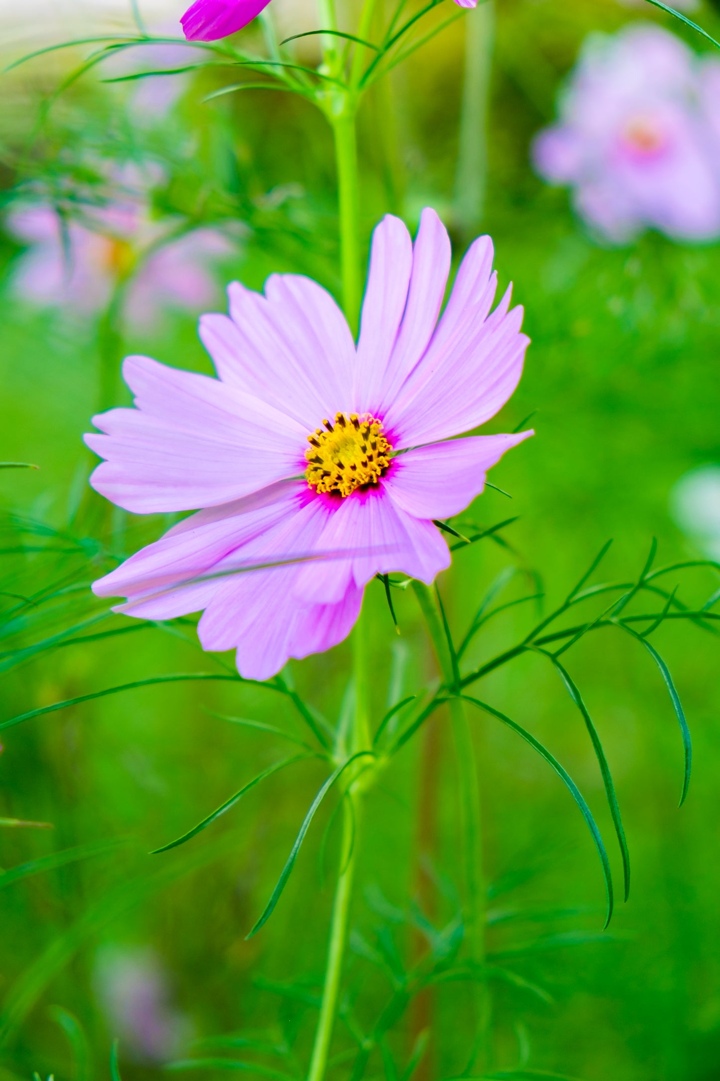 Stolt Kavaler 'sensation pinkie' - Cosmos bipinnatus