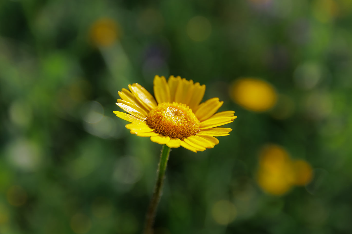 Farvegåseurt – Anthemis tinctoria