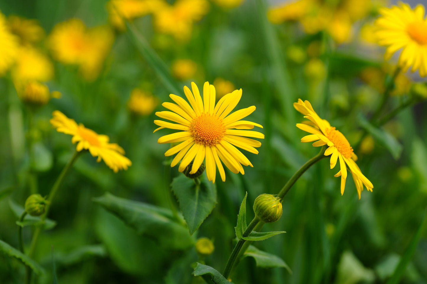 Farvegåseurt – Anthemis tinctoria
