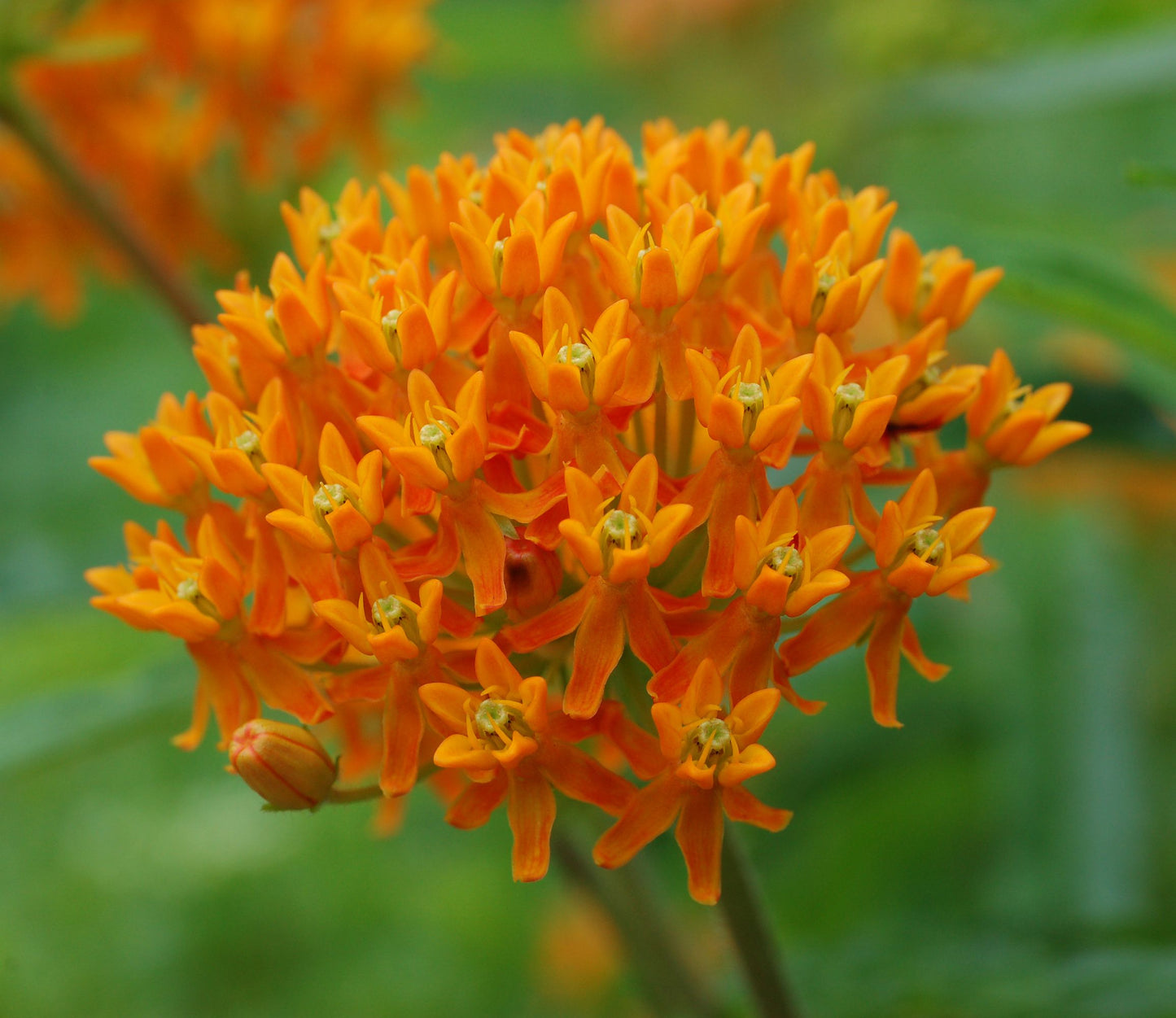 Silkeplante Orange - butterfly weed (asclepias tuberosa)