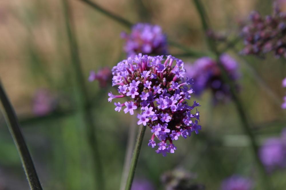 Kæmpe Verbena (Jernurt) - Finesse - verbena bonarensis