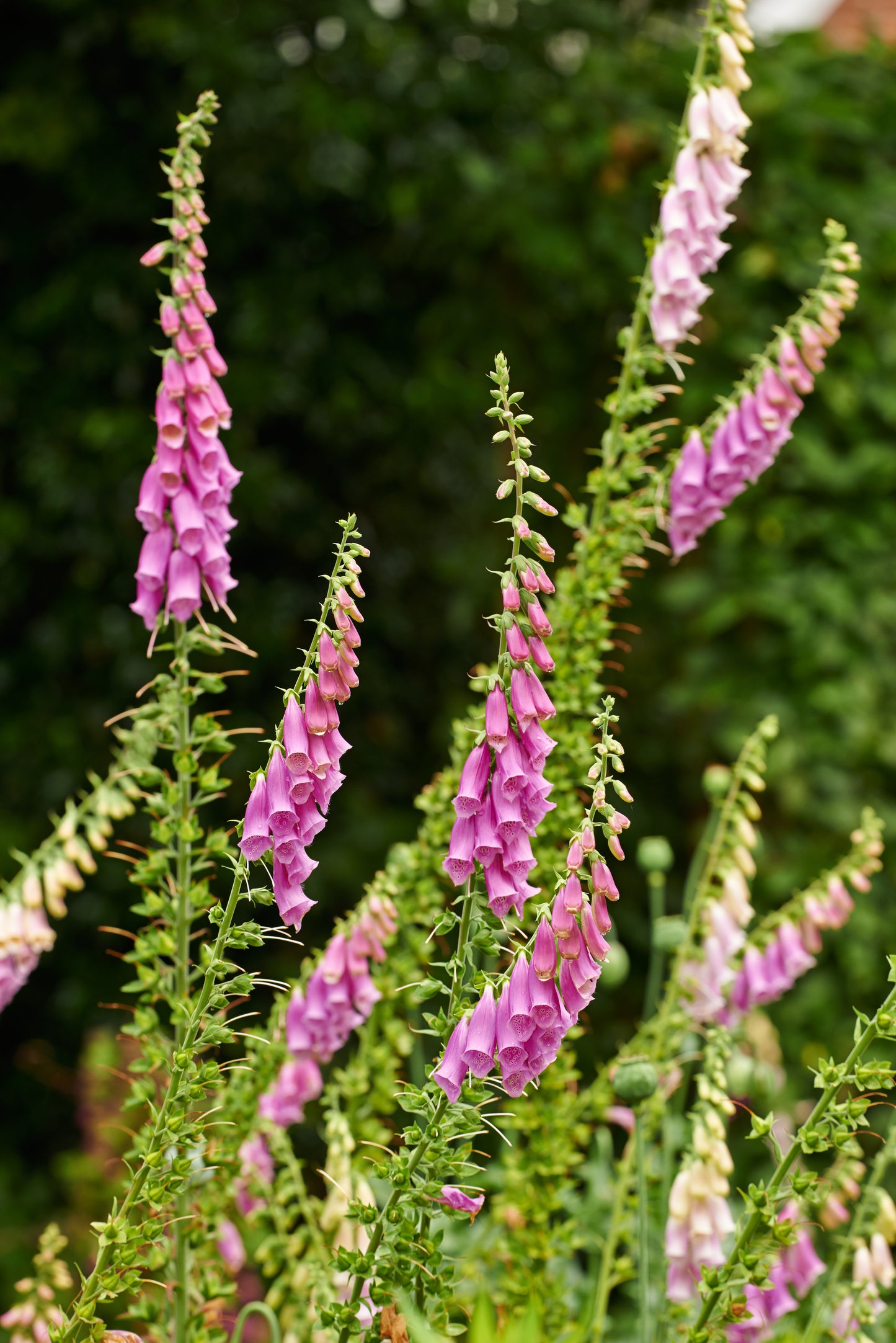 Fingerbøl 'Excelsior' - Digitalis purpurea