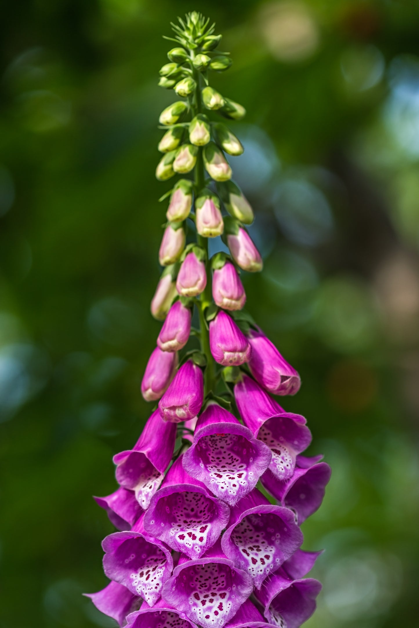 Fingerbøl 'Excelsior' - Digitalis purpurea