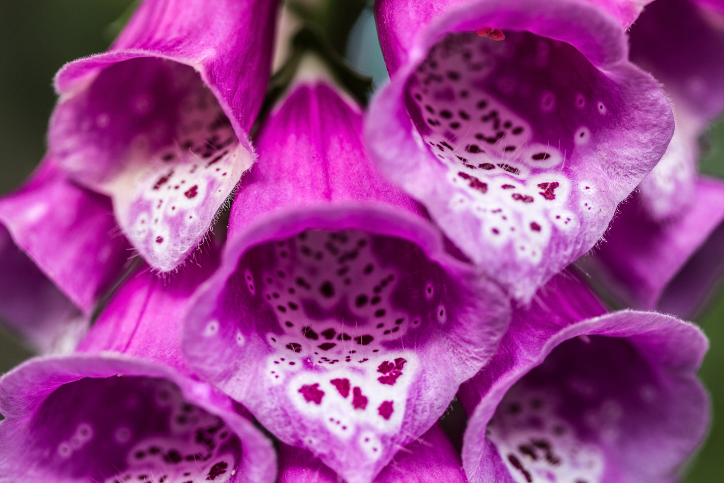 Fingerbøl 'Excelsior' - Digitalis purpurea
