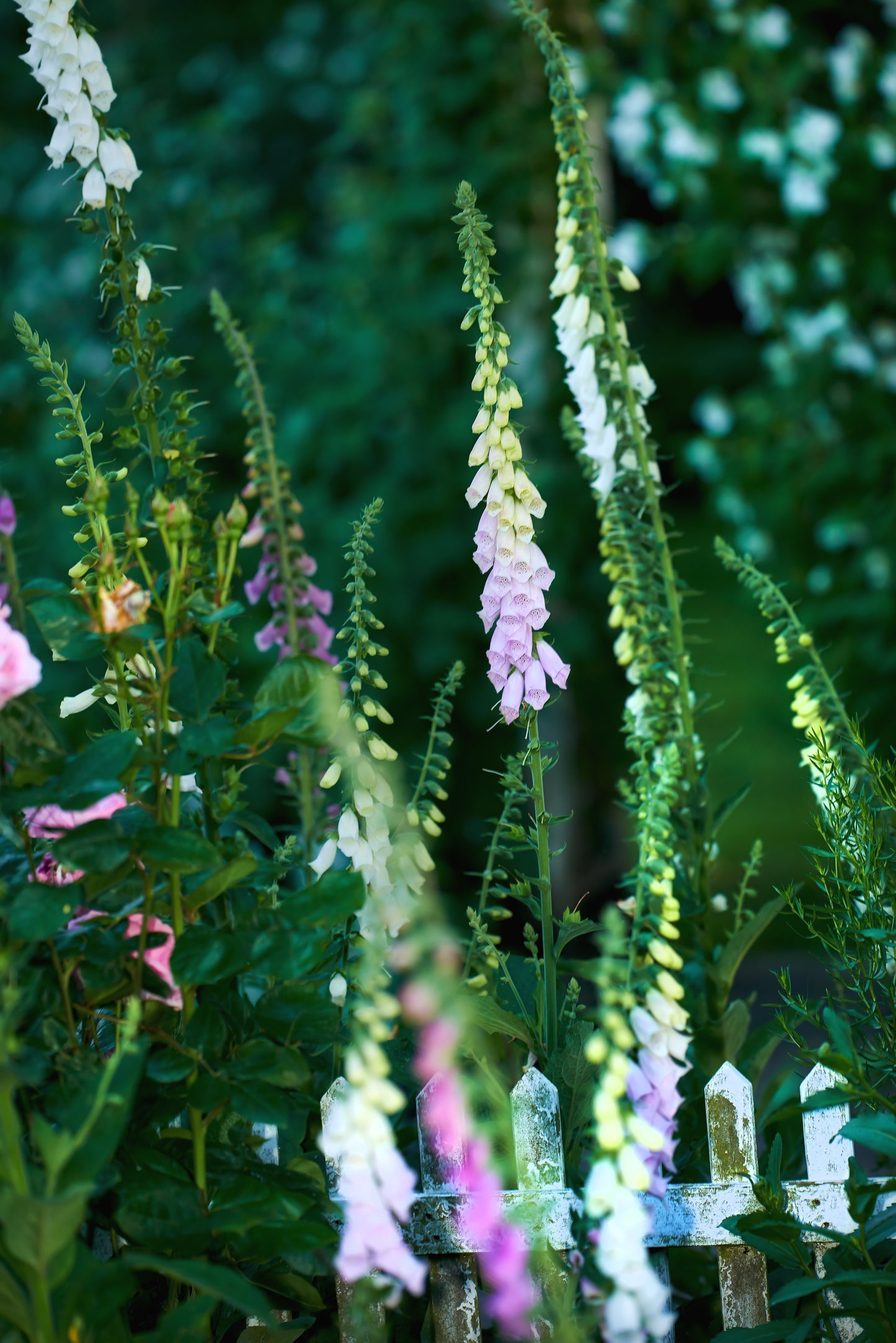 Fingerbøl 'Excelsior' - Digitalis purpurea
