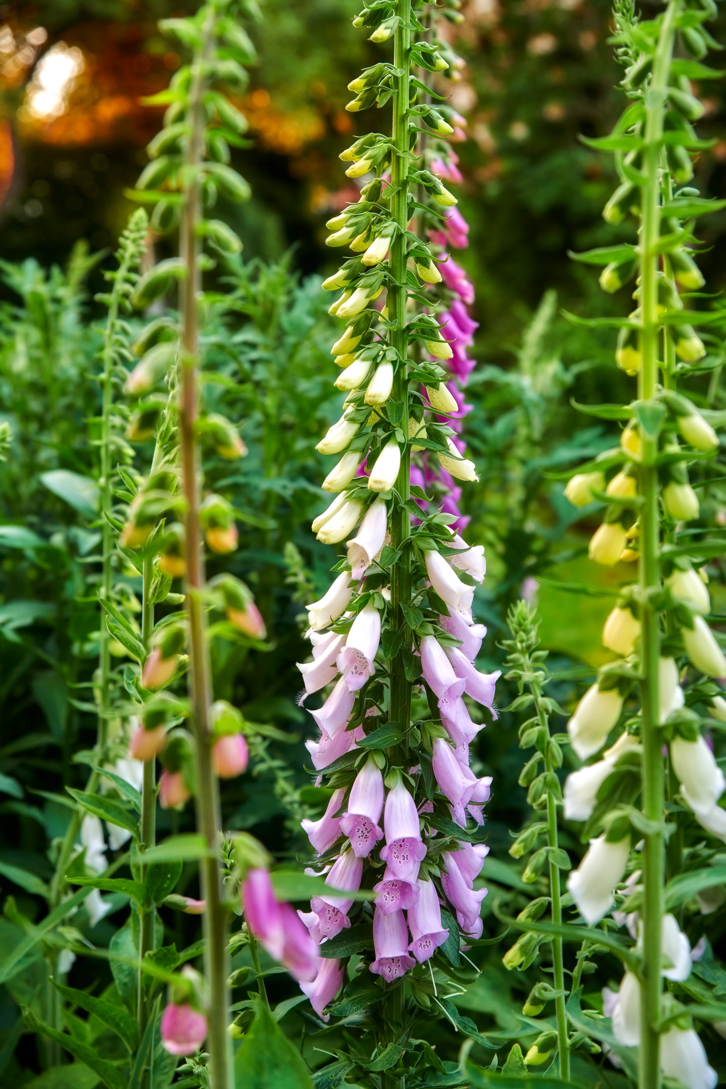 Fingerbøl 'Excelsior' - Digitalis purpurea