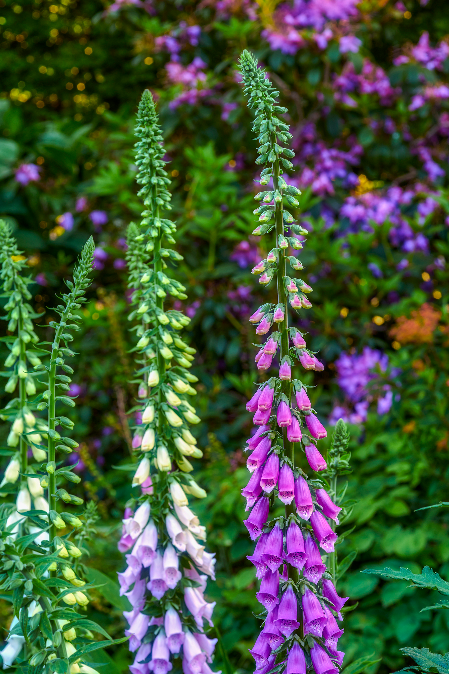 Fingerbøl 'Excelsior' - Digitalis purpurea