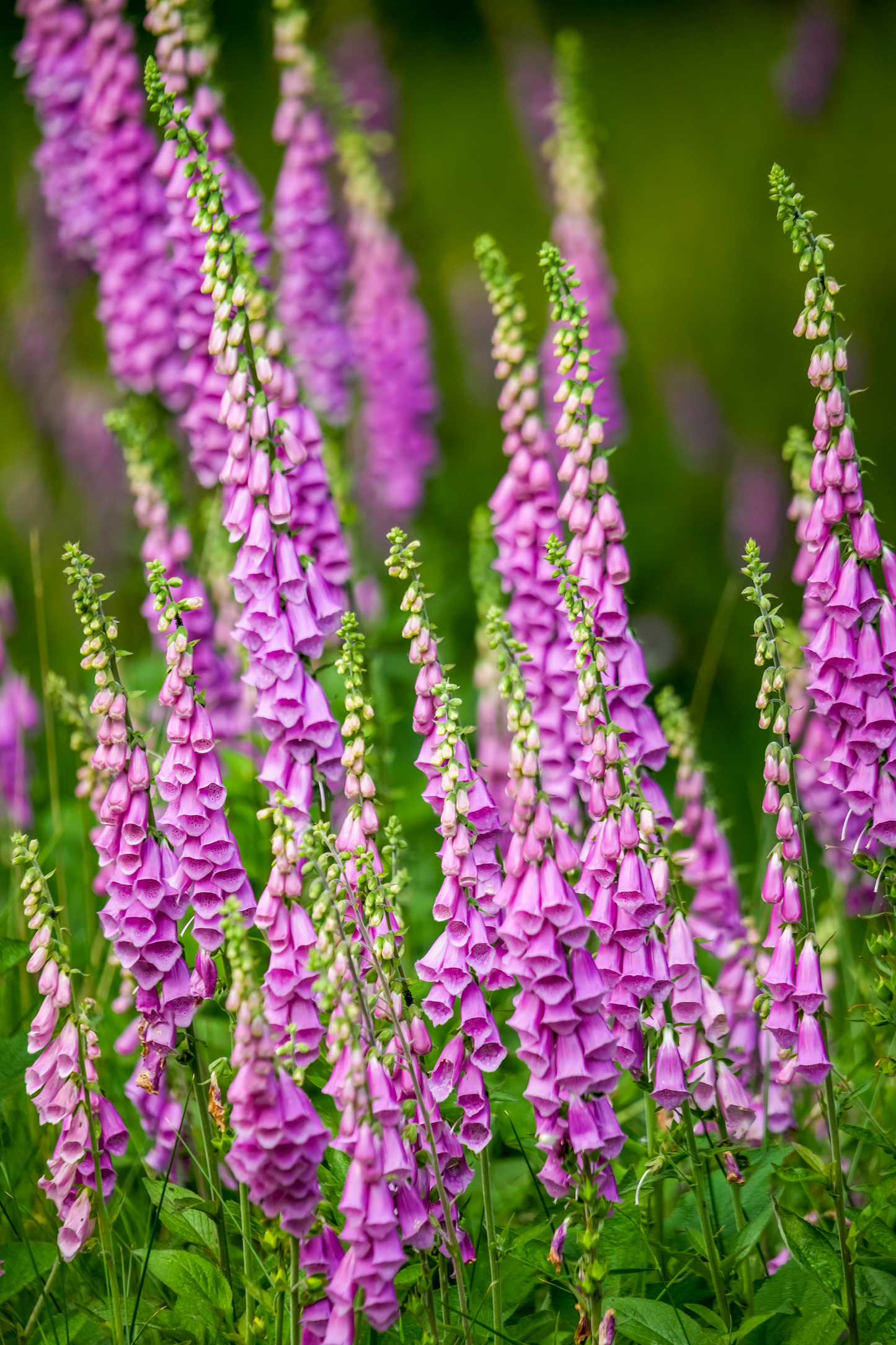 Fingerbøl 'Excelsior' - Digitalis purpurea