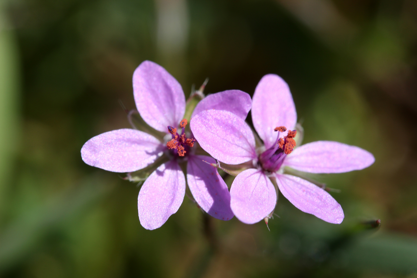 Eng-Storkenæb (Geranium pratense)