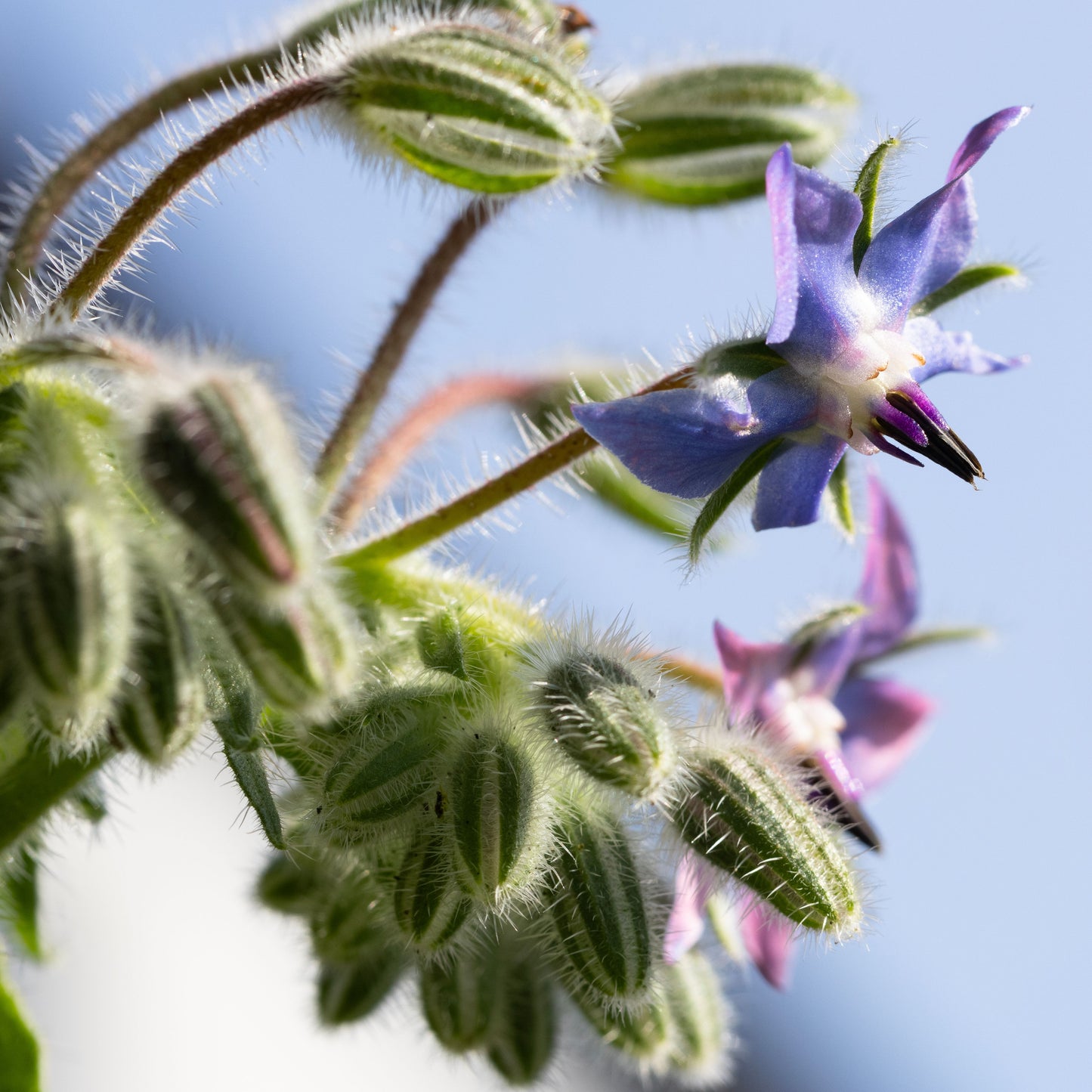 Hjulkrone – Borago officinalis