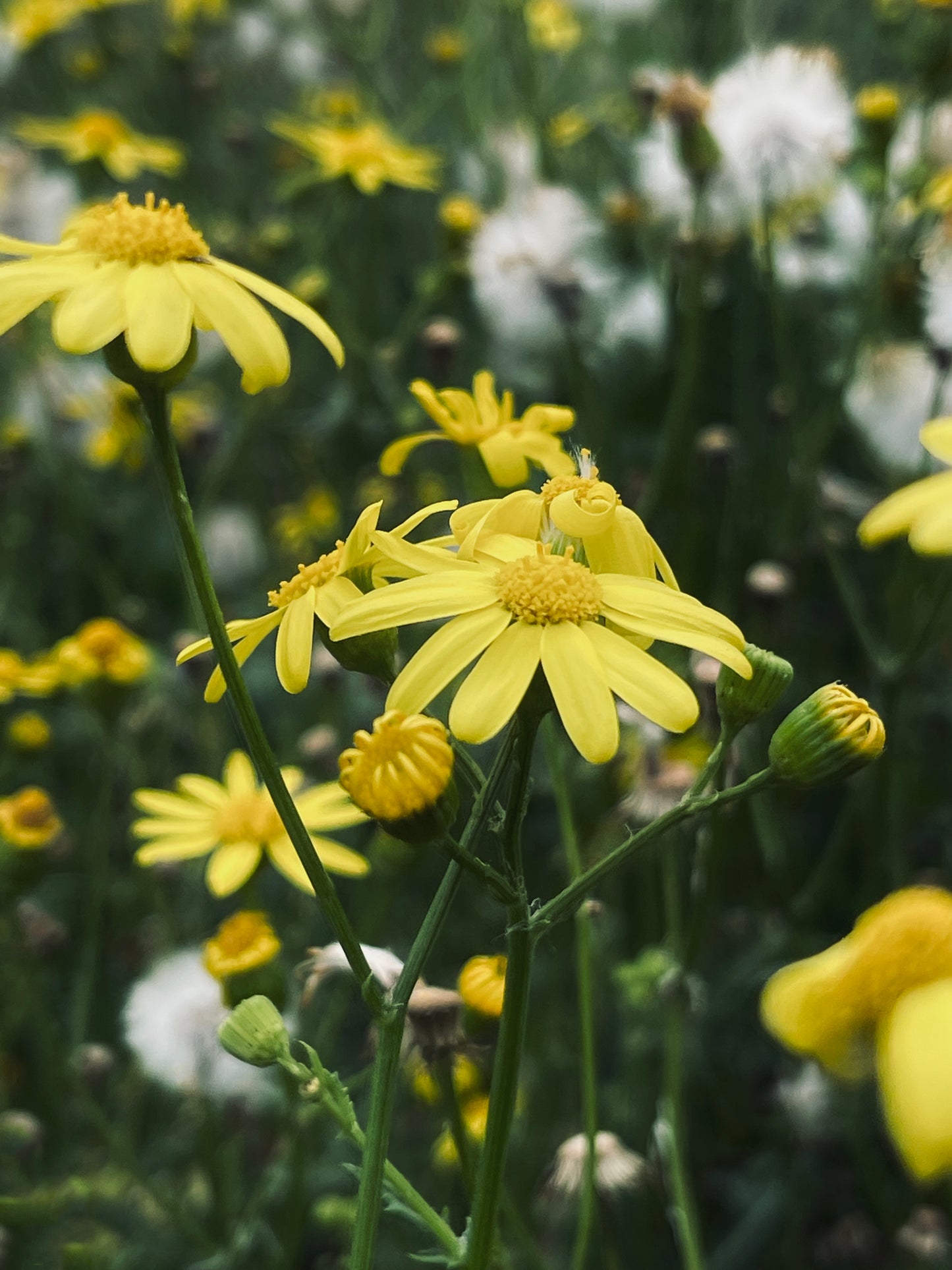 Farvegåseurt – Anthemis tinctoria