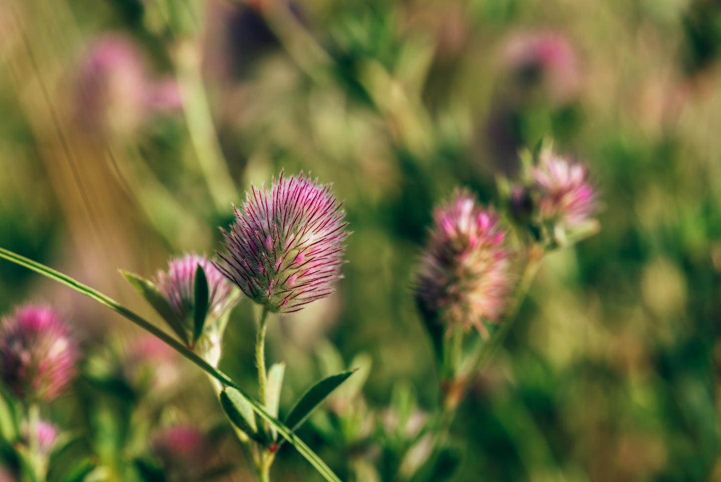 Harekløver - trifolium arvense