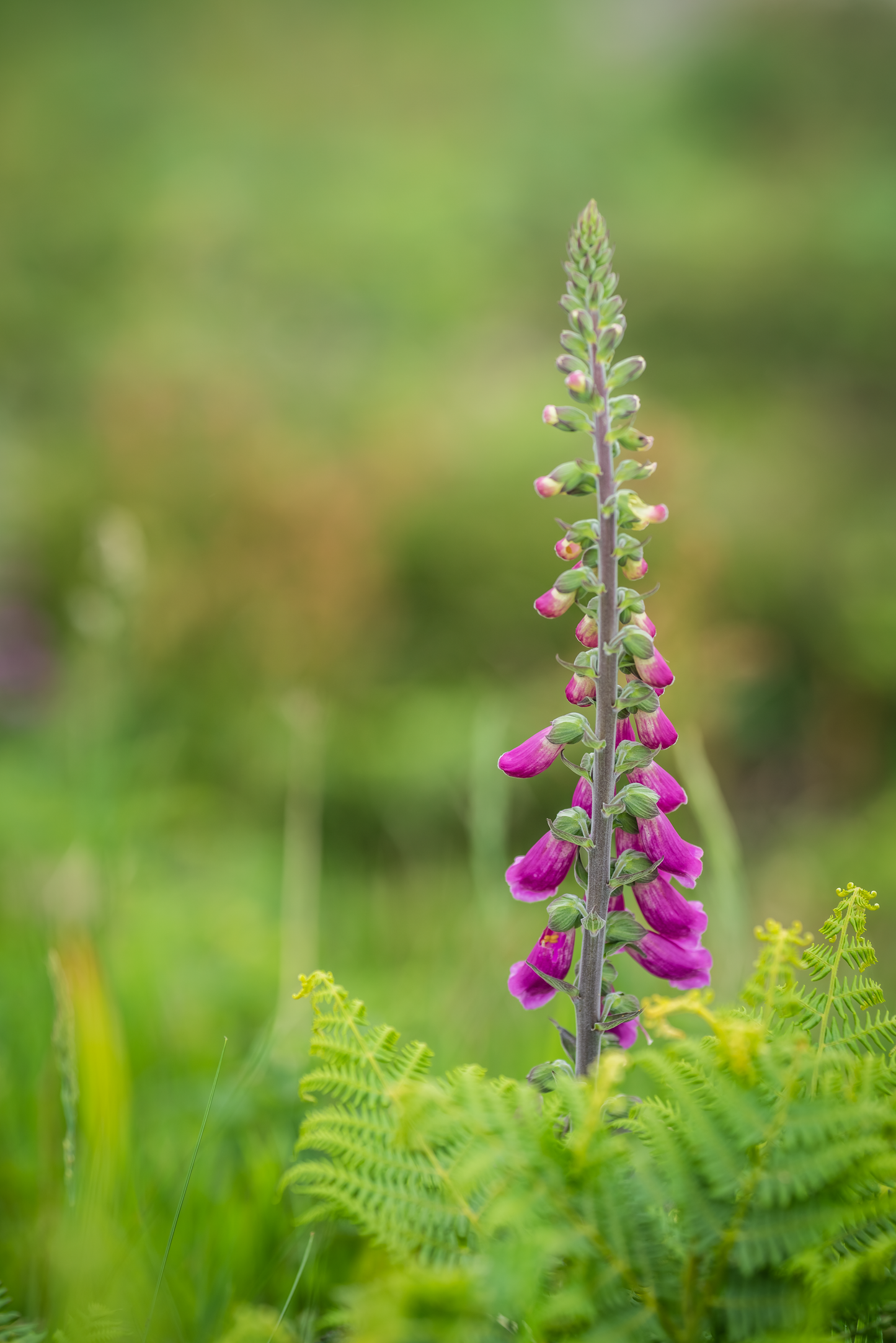 Fingerbøl farvemix - digitalis