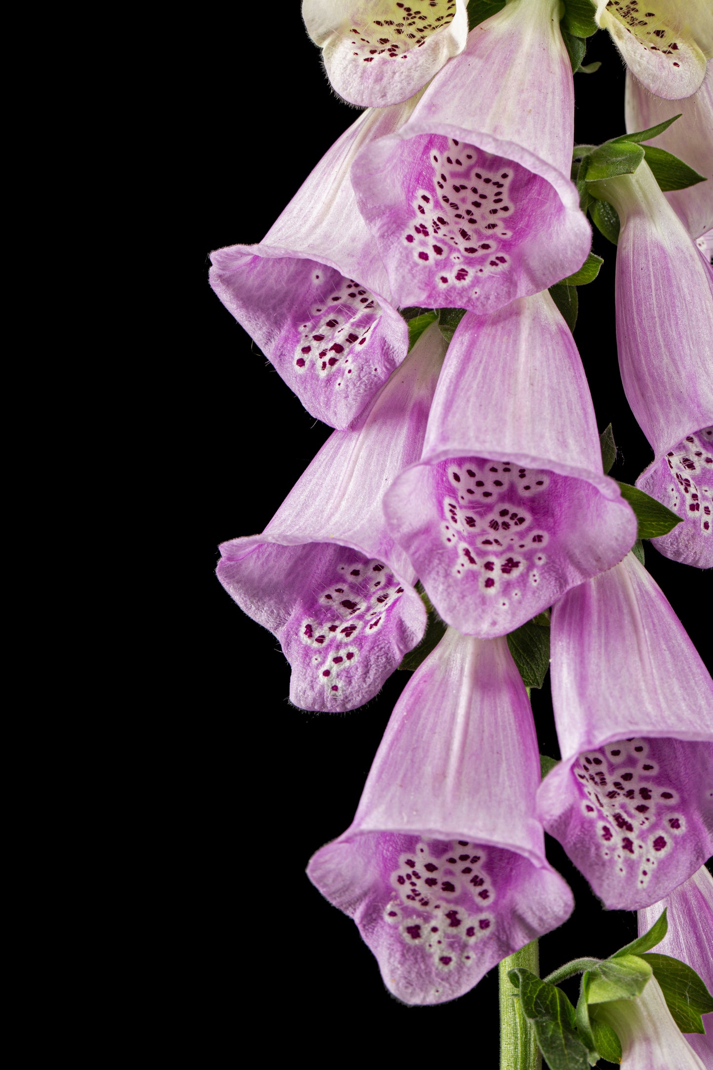 Fingerbøl farvemix - digitalis