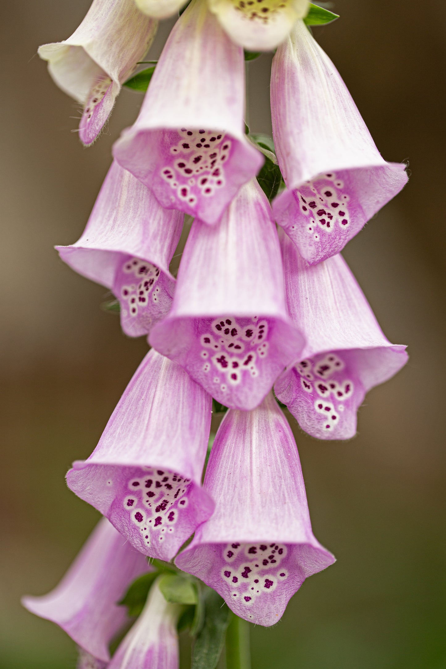 Fingerbøl farvemix - digitalis