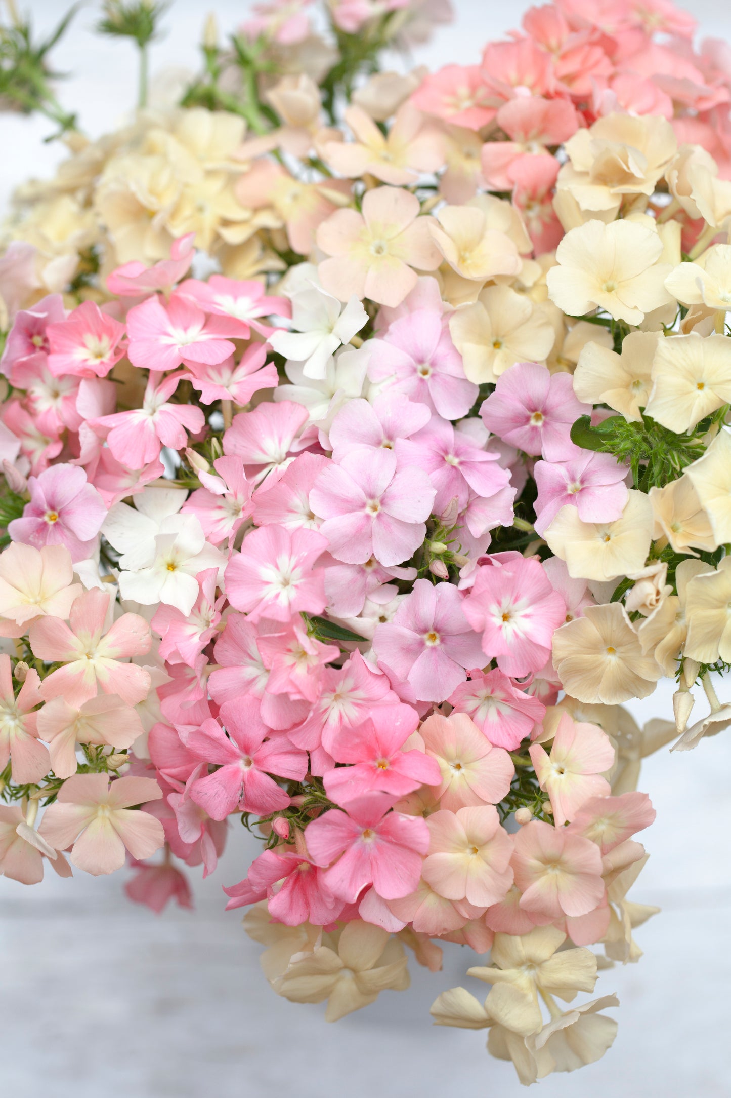 Phlox drummondii 'Phlox of Sheep'