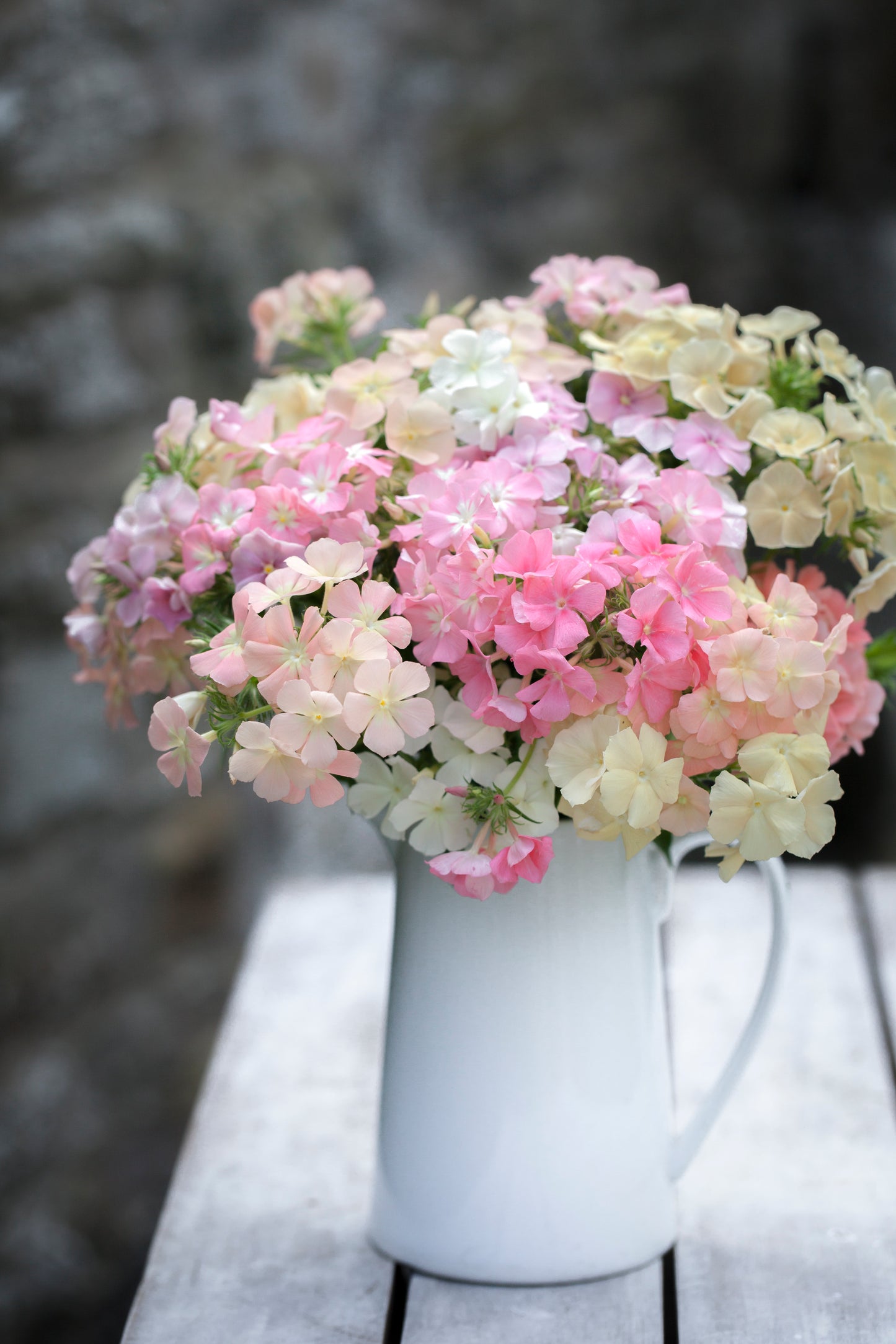 Phlox drummondii 'Phlox of Sheep'