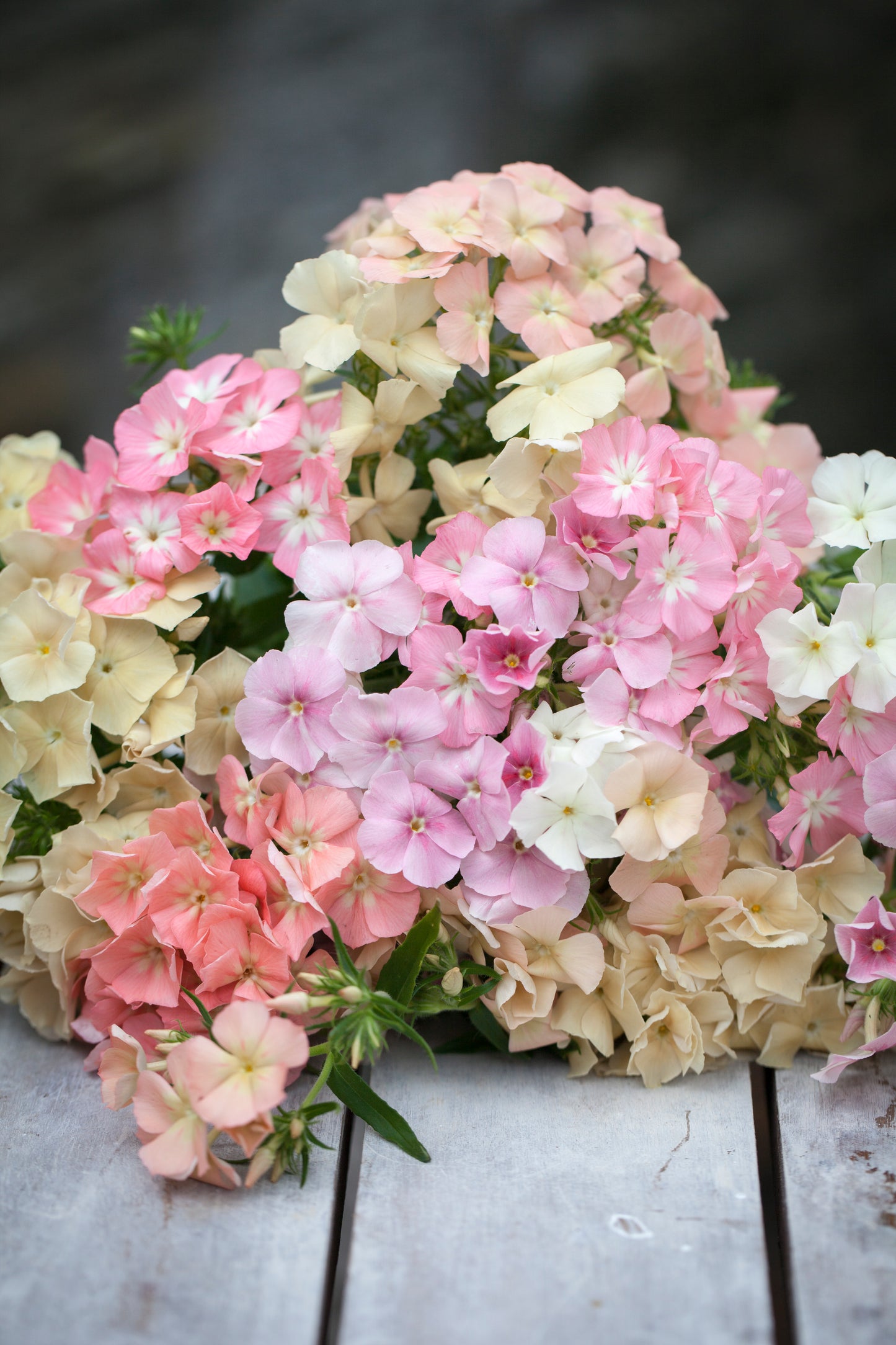 Phlox drummondii 'Phlox of Sheep'