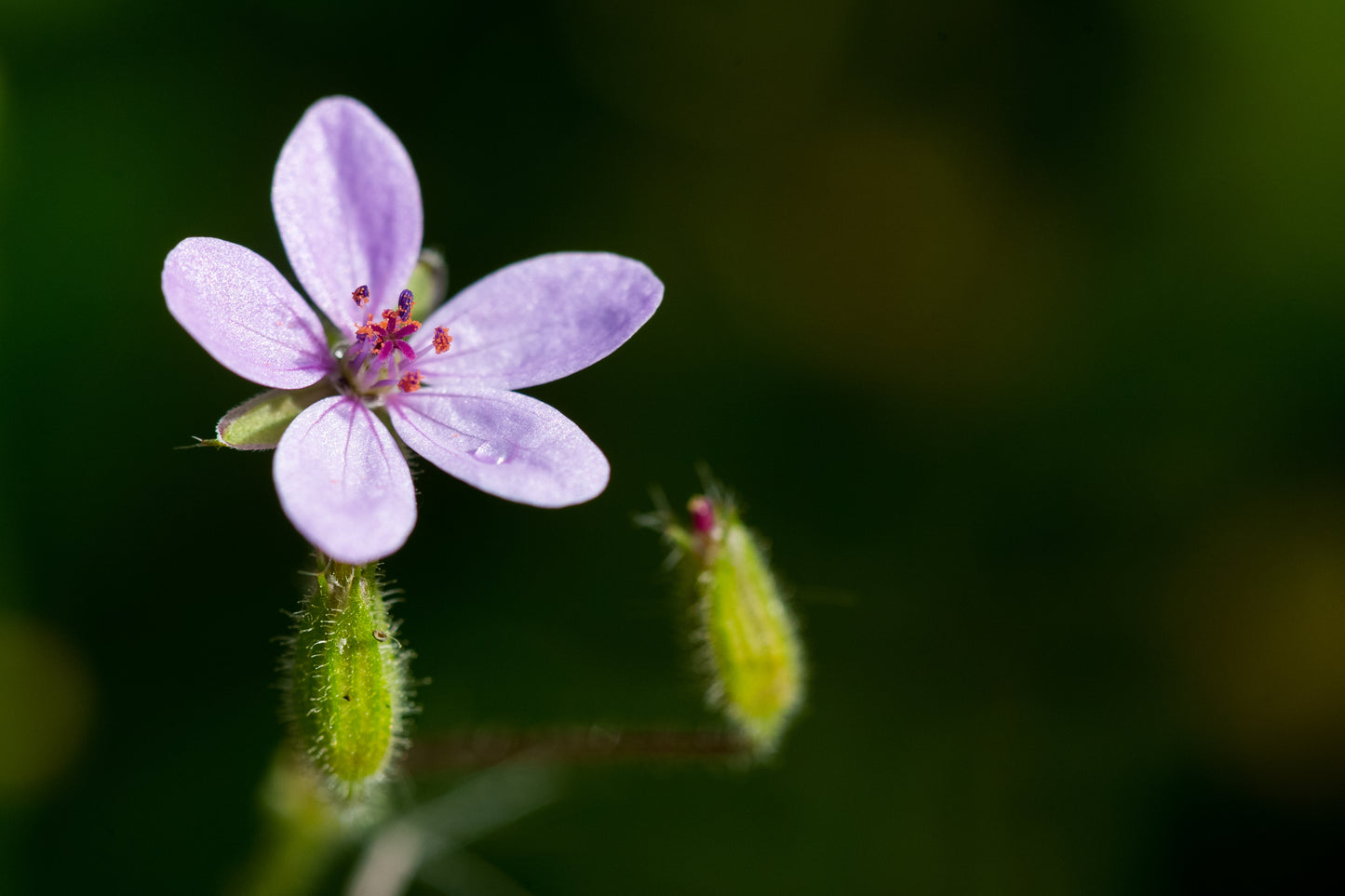 Eng-Storkenæb (Geranium pratense)