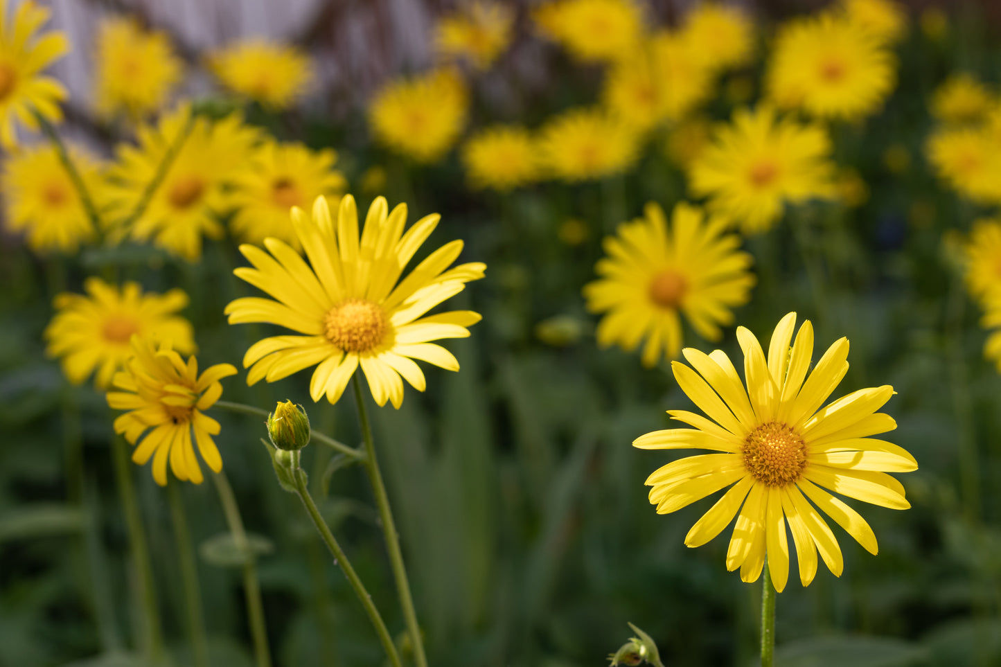 Farvegåseurt – Anthemis tinctoria