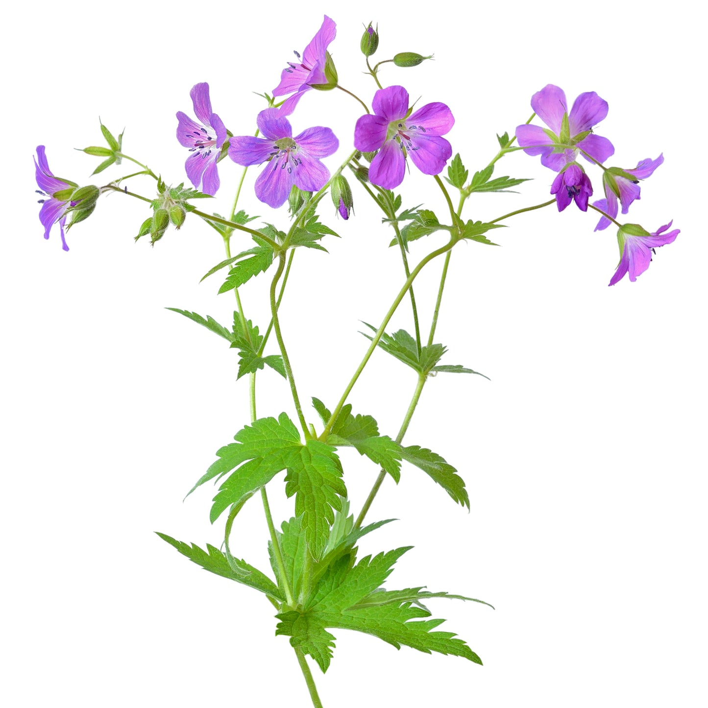 Eng-Storkenæb (Geranium pratense)