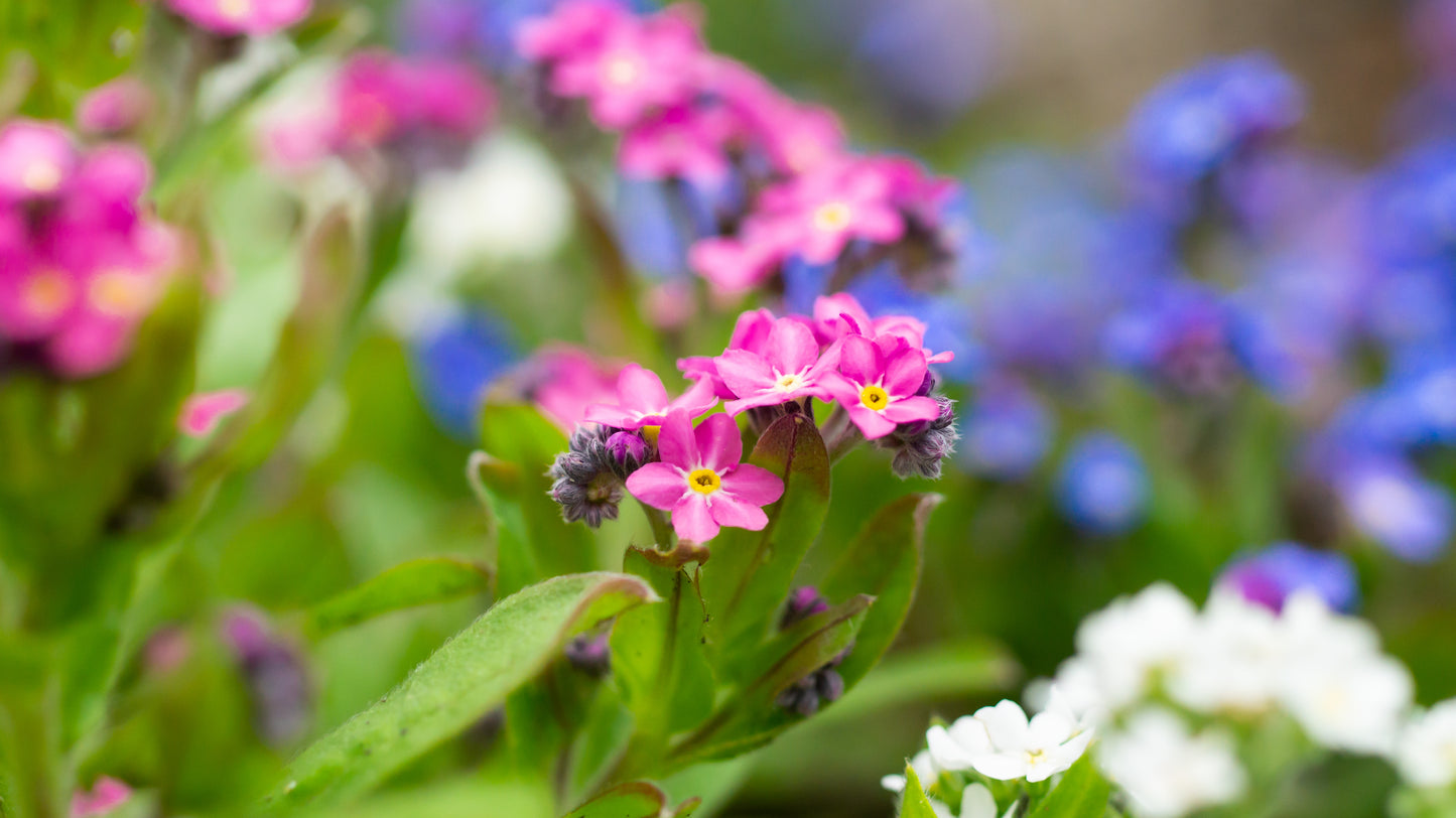 Forglemmigej Alpin "pink - Myosotis alpestris