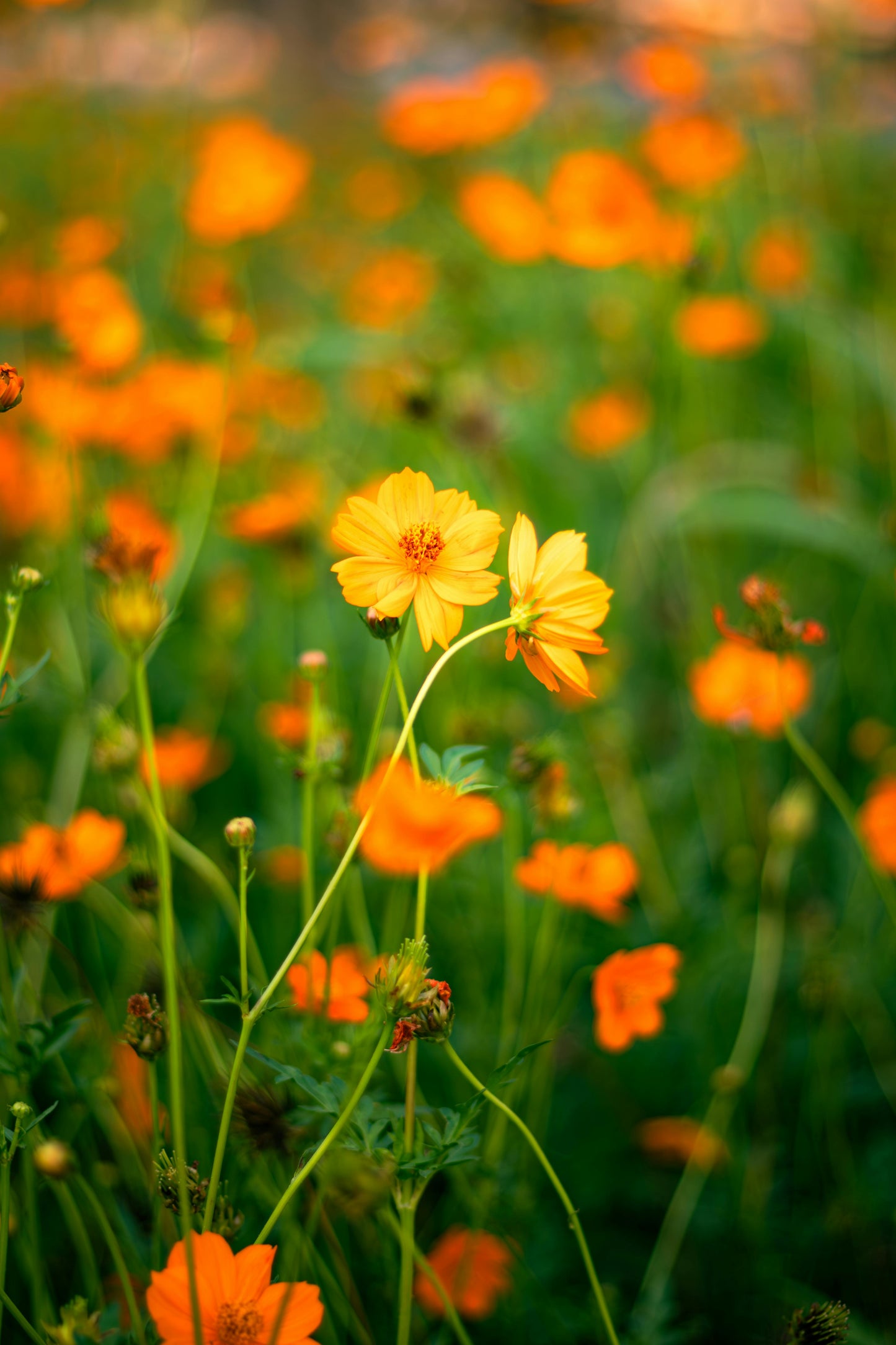 Cosmos sulphureus 'Bright Lights'