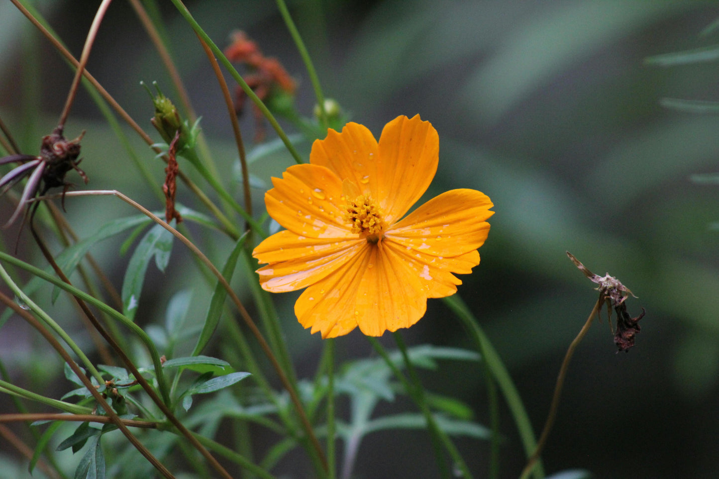 Cosmos sulphureus 'Bright Lights'