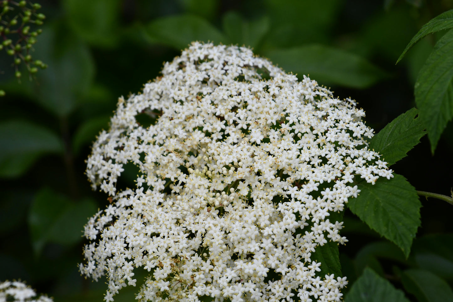 Almindelig hyld - Sambucus nigra